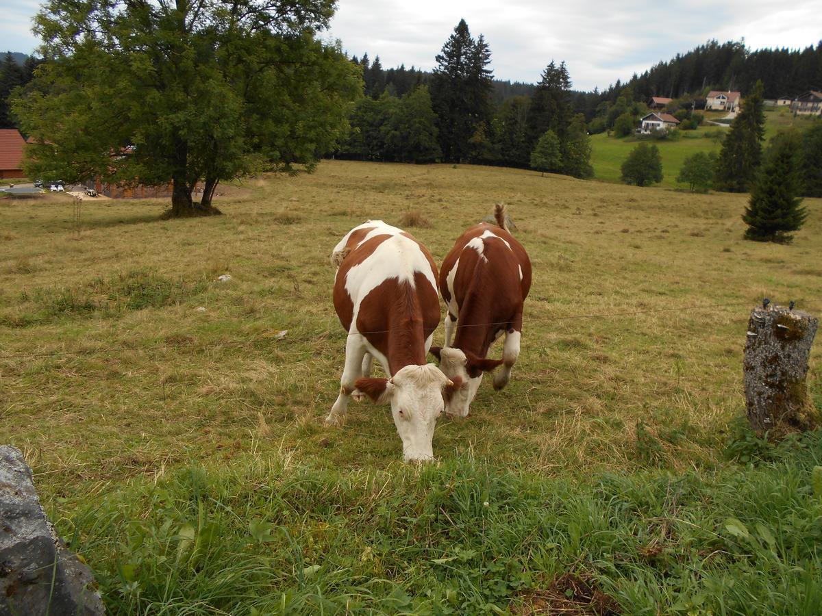 Appartement La Timoniere Gérardmer Kültér fotó